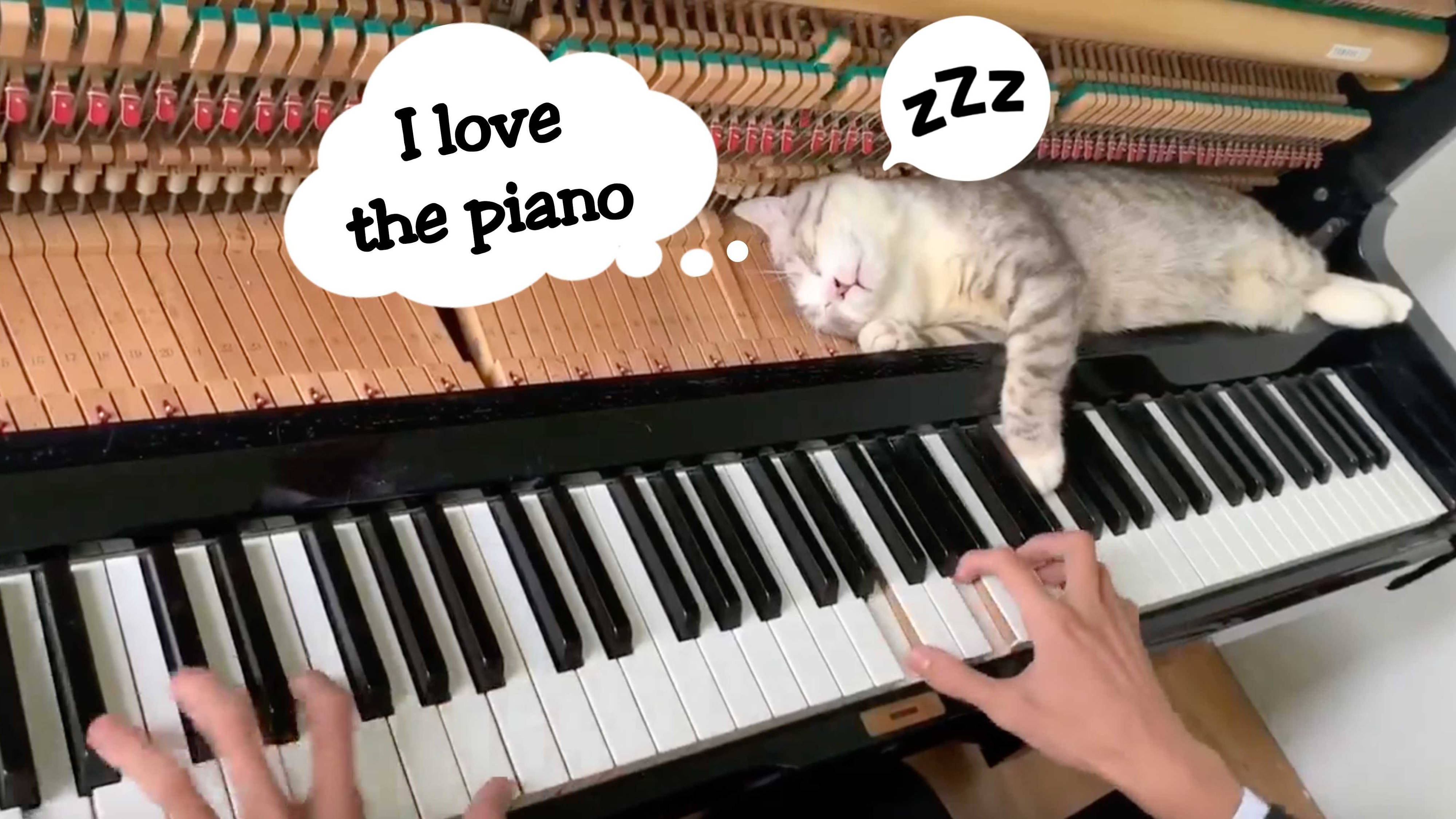This cat has found true happiness inside a PIANO – and it's totally  adorable - Classic FM