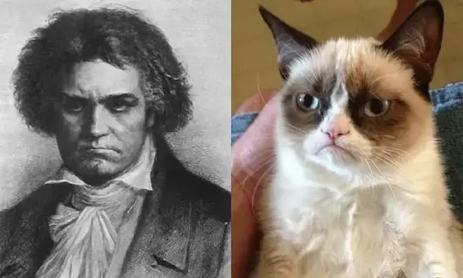 Beethoven/Grumpy Cat
