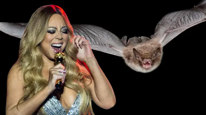 Bats have a wider vocal range than Mariah Carey