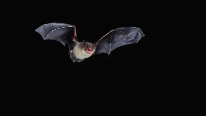 Bats have an average vocal range of seven octaves