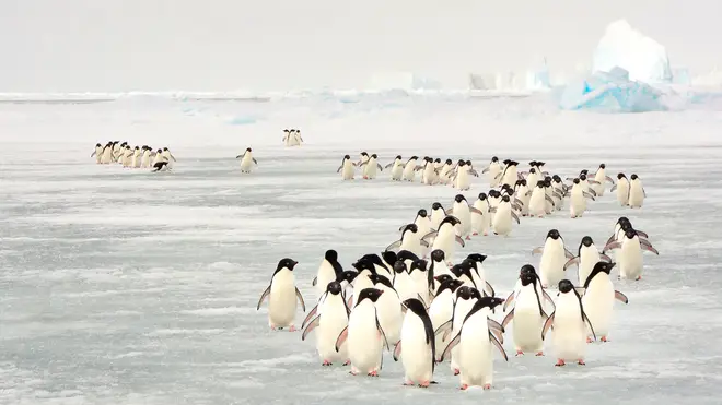 Penguins have long been an inspiration for artists and documentary makers alike.