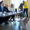 A hopeful dog performs for a judging panel, during auditions in the search for performers for a rare Mozart symphony.