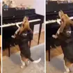 Piano-playing dog sings a melancholy tune at the piano, delighting owner’s guests