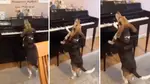 Piano-playing dog sings a melancholy tune at the piano, delighting owner’s guests