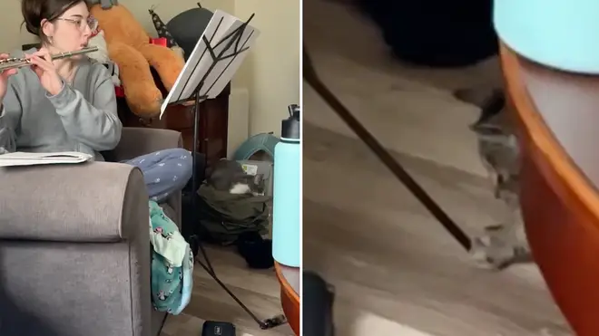 Mischievous cat steals owner’s music stand during flute practice.