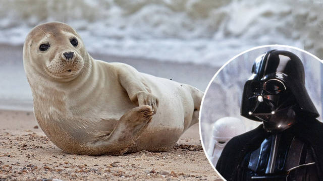 Seal taught to sing the 'Star Wars' theme
