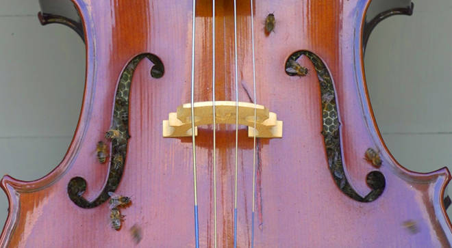 Bees set up hive in cello