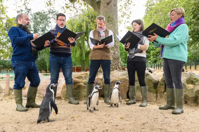 Alexander Armstrong and The Sixteen sing to penguins at London Zoo