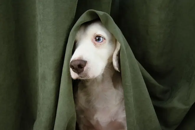 Dog hides under blanket during firework noises