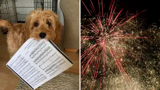 Dogs frightened by fireworks can find classical music calming