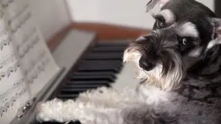 The 15 best pieces of classical music for your dog.