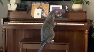 Cat piano prodigy surprises owner with tuneful solo.