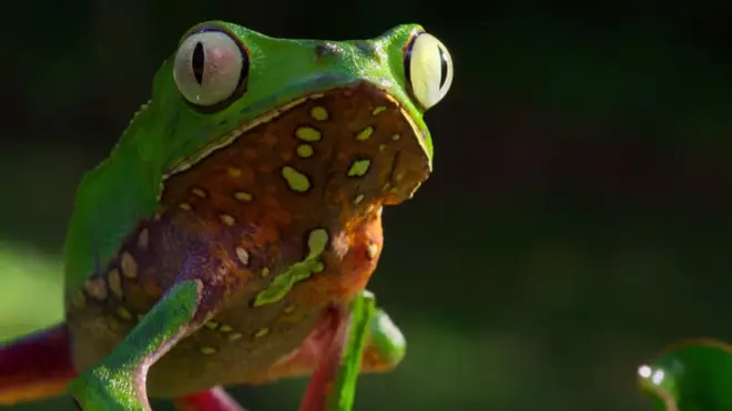 Stunning close-up from 'Our Planet' David Attenborough Netflix