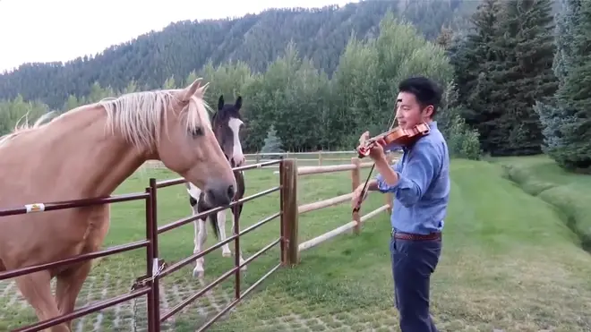 Violinist Ray Chen plays Vivaldi for two awestruck horses.