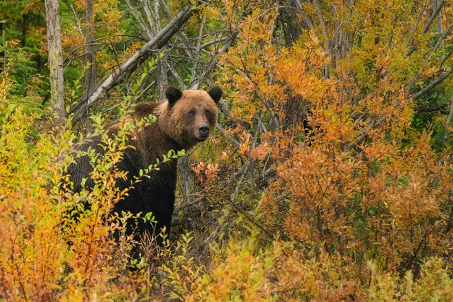 Two bears – a grizzly and a black bear – were killed last week as part of the investigation