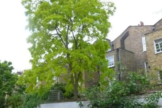 A classical pianist in Notting Hill wants permission to chop down a tree