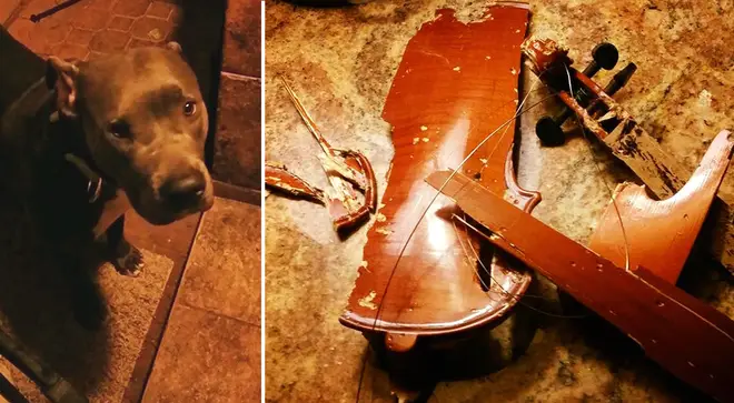 When your dog eats your violin