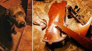 When your dog eats your violin