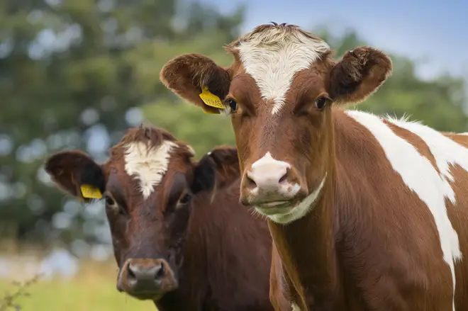 Cows produce more milk when they listen to classical music, breeder finds