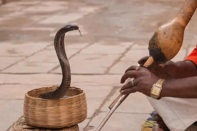 Music played on an Indian snake charmer’s flute can help boost premature babies’ brains