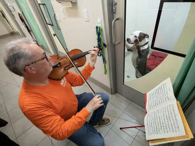 Bach for rescue dogs