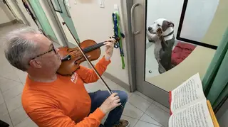 Broadway violinist plays for rescue dogs