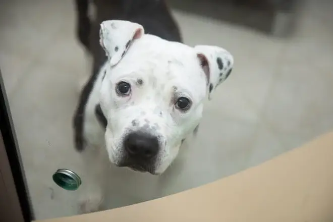 The dogs are kept in separate kennels with a plexiglass door