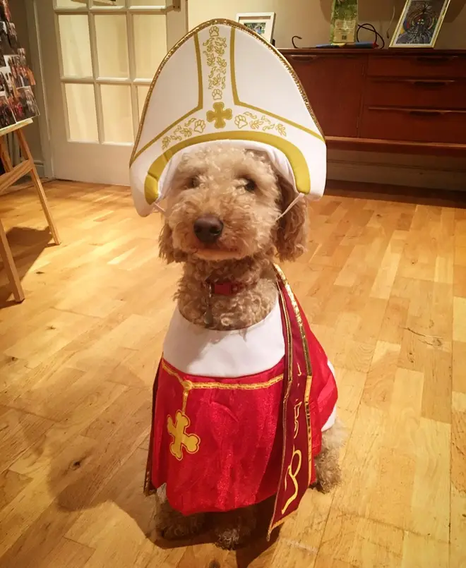 Catholic doggo