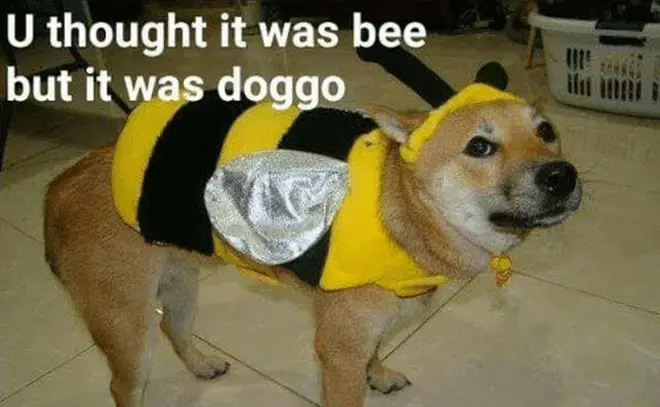 Bee doggo