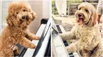 Classical dogs