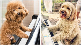 Classical dogs