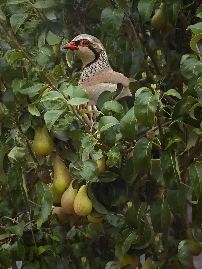 A partridge in a pear tree